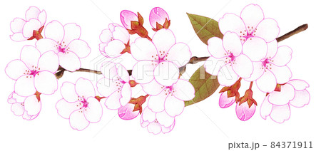 春の桜の色鉛筆画ラインイラストのイラスト素材 春の桜の色鉛筆画ラインイラストのイラスト素材