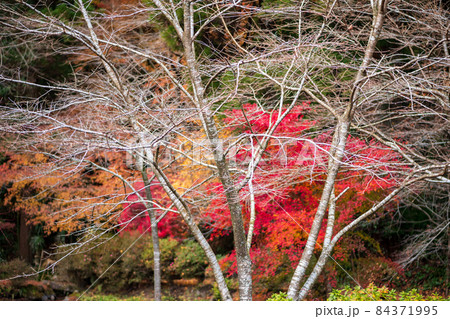 的石お茶跡の秋の紅葉の紅葉が美しい風景 84371995