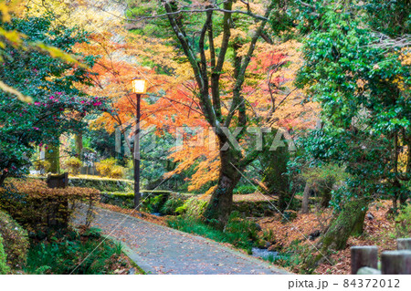 的石お茶跡の秋の紅葉の紅葉が美しい風景 的石お茶跡の秋の紅葉の紅葉が美しい風景 84372012