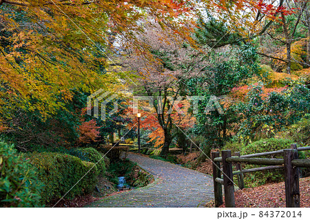 的石お茶跡の秋の紅葉の紅葉が美しい風景 的石お茶跡の秋の紅葉の紅葉が美しい風景 84372014
