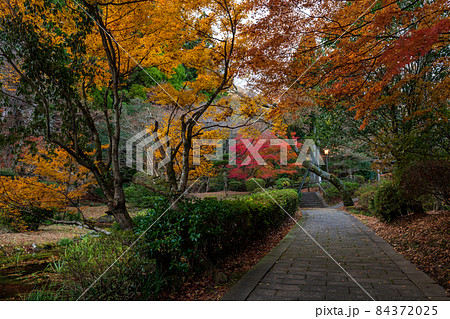 的石お茶跡の秋の紅葉の紅葉が美しい風景 84372025