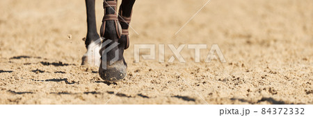 Legs of a galloping horse, legs of a sporting savvy horse in knee-caps Legs of a galloping horse, legs of a sporting savvy horse in knee-caps 84372332