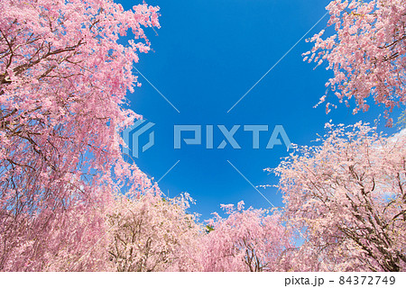 【奈良県】4月・爽やかな青空と満開の枝垂れ桜　 84372749
