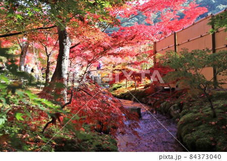 京都 永観堂の紅葉 京都 永観堂の紅葉 84373040