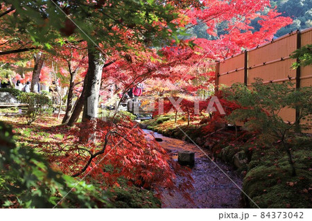 京都 永観堂の紅葉 京都 永観堂の紅葉 84373042