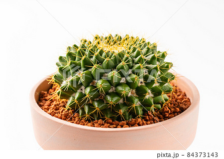 サボテン サボテン 84373143