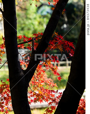 秋の風物詩 美しい紅葉が彩る景色 秋の風物詩 美しい紅葉が彩る景色 84373438