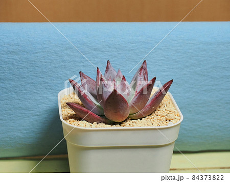 多肉植物 野生コロラータ 多肉植物 野生コロラータ 84373822