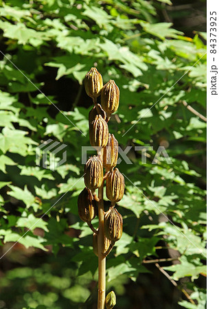 オオウバユリの種が詰まった果穂　大姥百合　エゾウバユリ 84373925