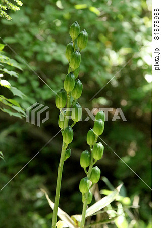 オオウバユリの種が詰まった果穂 大姥百合 エゾウバユリ オオウバユリの種が詰まった果穂 大姥百合 エゾウバユリ 84373933