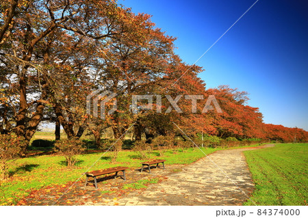岩手県北上市 紅葉の展勝地公園 岩手県北上市 紅葉の展勝地公園 84374000