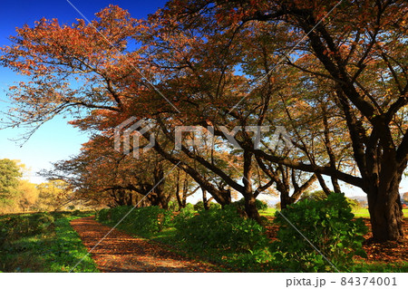 岩手県北上市 紅葉の展勝地公園 岩手県北上市 紅葉の展勝地公園 84374001