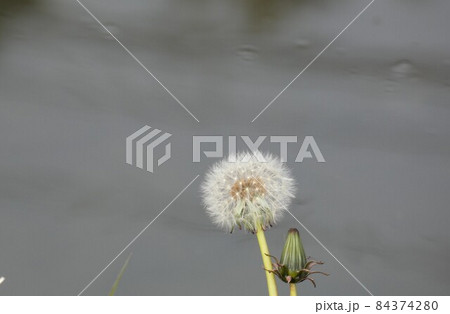 水辺に生えるタンポポ 84374280