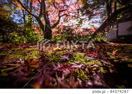 地面に積もる落葉 地面に積もる落葉 84374287