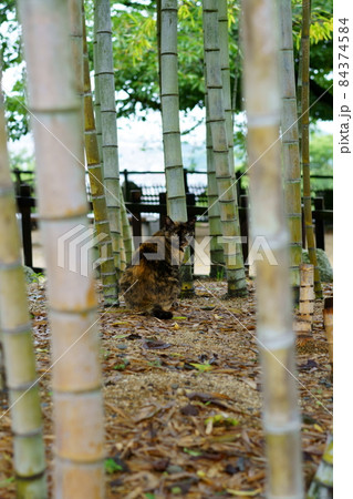 竹やぶの中の猫 竹やぶの中の猫 84374584