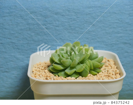 多肉植物ヒューミリス 多肉植物ヒューミリス 84375242