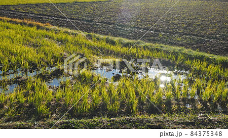 田んぼ 84375348