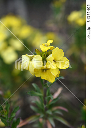 Yellow Wallflower Primerose Dame Yellow Wallflower Primerose Dame 84375406