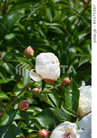 Peony Festiva Maxima 84375407