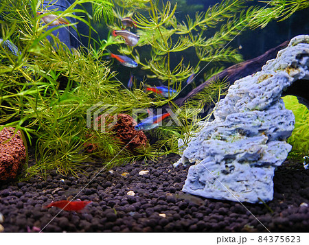熱帯魚水槽の風景 熱帯魚水槽の風景 84375623