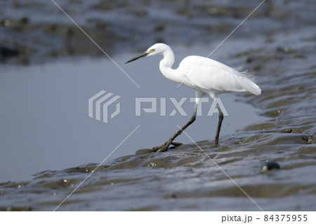 荒尾市　大島漁港　コサギ、 84375955
