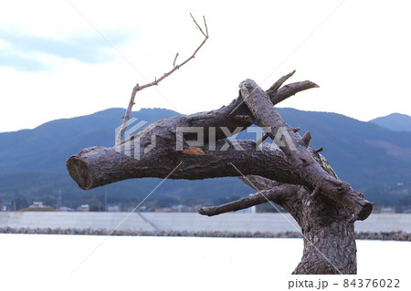 岩井崎「龍の松」　　宮城県気仙沼市 84376022