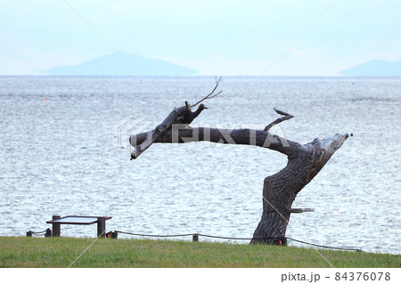 岩井崎「龍の松」と金華山。宮城県気仙沼市。 84376078