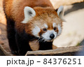 レッサーパンダ 84376251