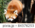 レッサーパンダ 84376253