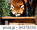 レッサーパンダ 84376256