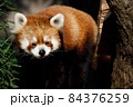 レッサーパンダ 84376259