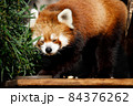 レッサーパンダ 84376262