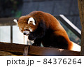 レッサーパンダ 84376264