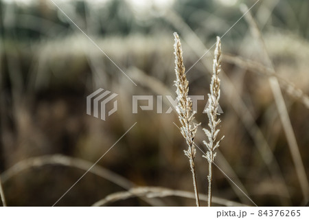 Frozen dry grass at sunny autumn morning. Bokeh effect. 84376265