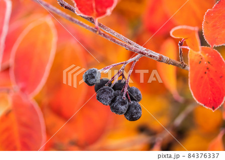 Chokeberry covered with hoarfrost at late autumn. Chokeberry covered with hoarfrost at late autumn. 84376337