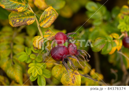 Rosa rugosa orange rosehips and yellow leaves in late autumn 84376374