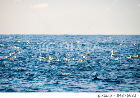 能登沖　海鳥の群れ（鳥山／石川県・能登沖／11月撮影） 84376633