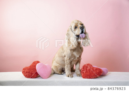 ピンクバックとハートのクッションとアメリカンコッカースパニエル 84376923