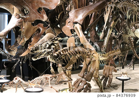 トリケラトプスやパキケファロサウルスの化石 84376939