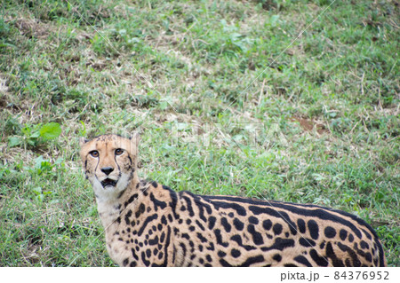 キングチーター 84376952