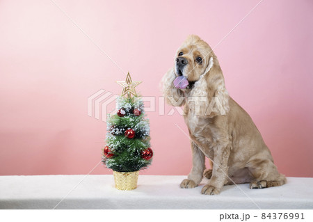 ピンクバックとクリスマスツリーとアメリカンコッカースパニエル ピンクバックとクリスマスツリーとアメリカンコッカースパニエル 84376991