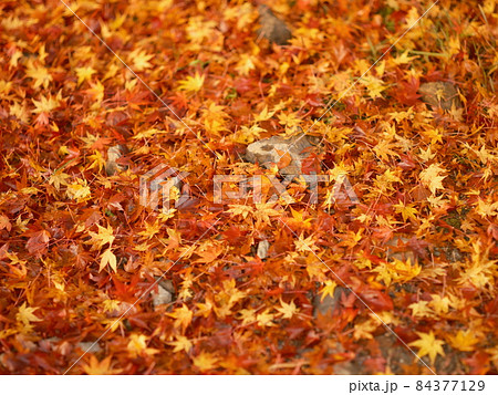 紅葉の絨毯、地面に敷き詰められた紅葉、あたり一面に降り積もった紅葉、紅葉の壁紙, 紅葉の絨毯、地面に敷き詰められた紅葉、あたり一面に降り積もった紅葉、紅葉の壁紙, 84377129