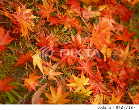 紅葉の絨毯 地面に敷き詰められた紅葉 あたり一面に降り積もった紅葉 紅葉の壁紙 の写真素材