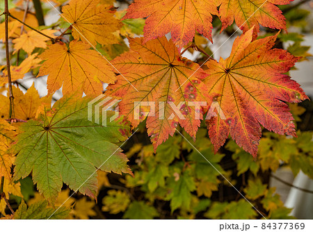 紅葉：秋 84377369