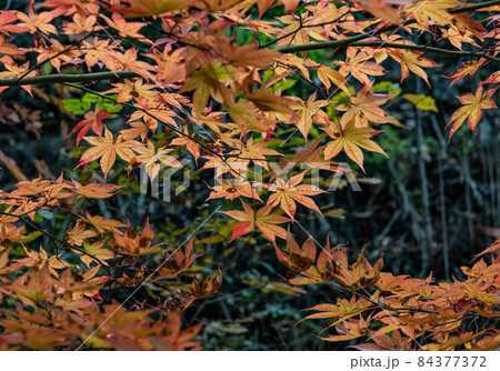 紅葉：秋 84377372