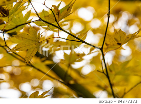 紅葉：秋 84377373