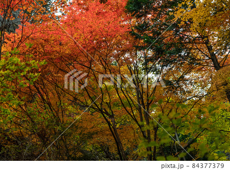 紅葉：秋 84377379