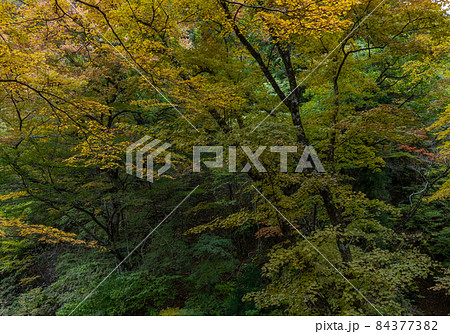 紅葉：秋 84377382