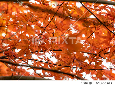紅葉：秋 84377383