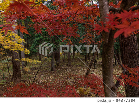 紅葉:秋 紅葉:秋 84377384